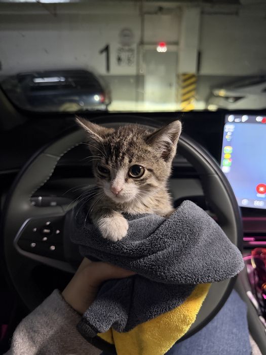 Отдаю котенка в добрые руки