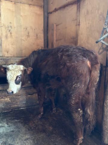 продам 3 бычка с откорма