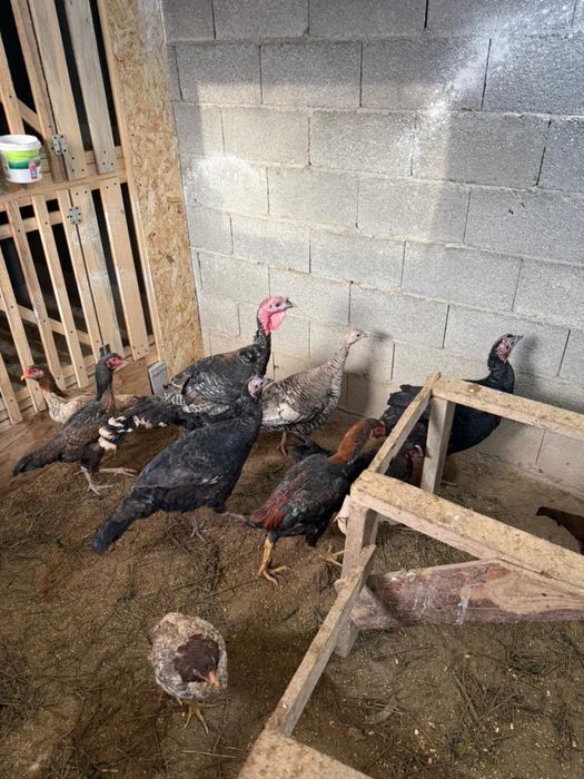 Индюк домашний продам