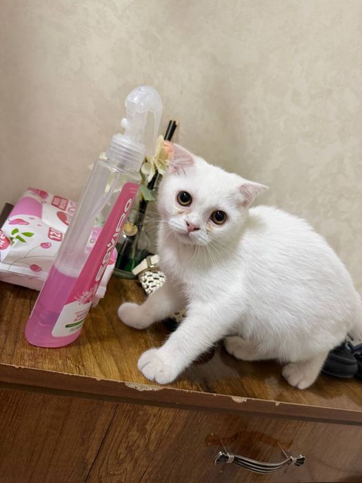 Продаю котята в добри руки