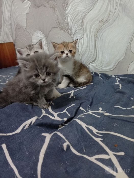 Скотиш страйт от правильной вязки