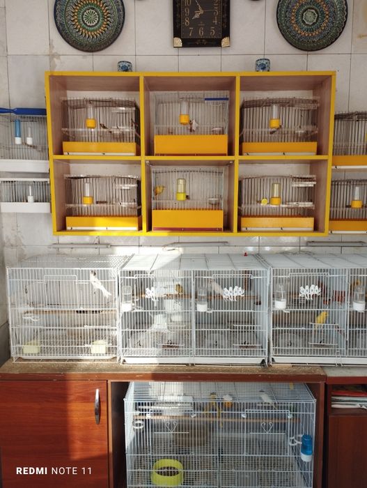 Кушлар учун кафас сотилади. Ахволи Зур  Зур.