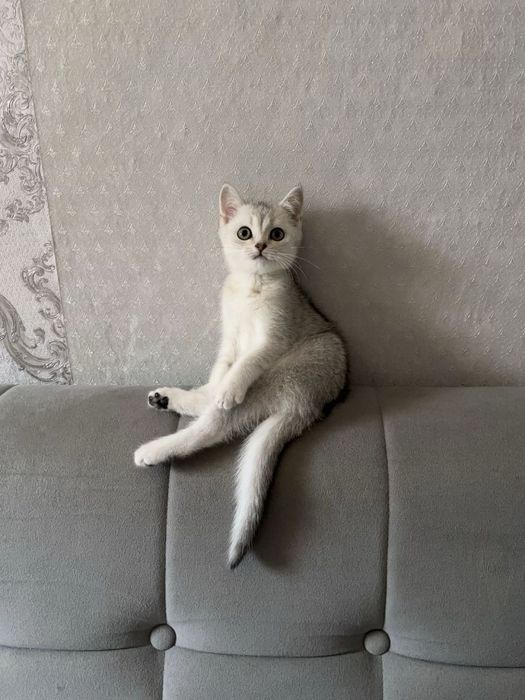Продам котенка Уральск