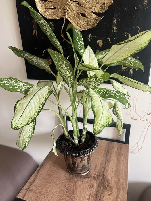 Диффенбахия пятнистая