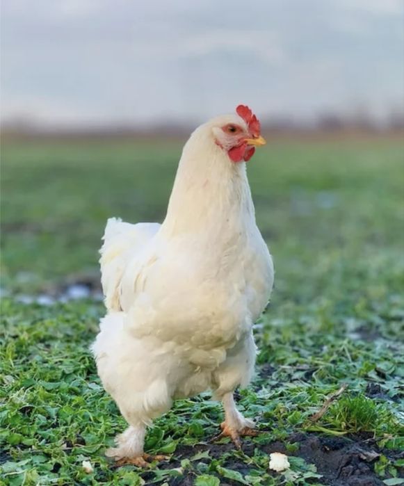 Домашние куры! Домашняя курица! Белая, черная