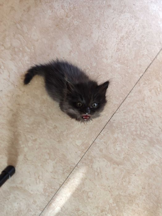 Котята, британцы