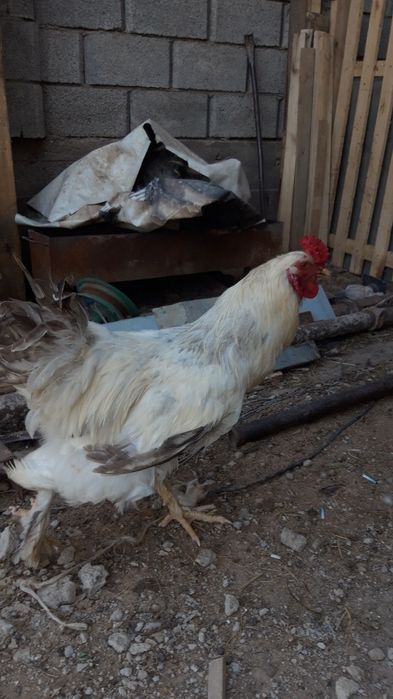 Петух Брама порода