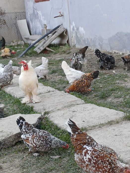 Vand oua pitica  mii de flori si motate