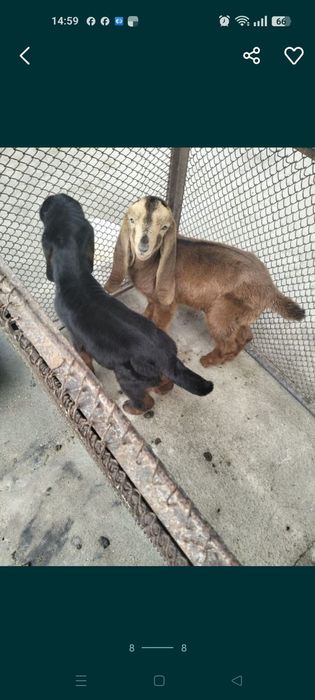 Таза қанды теке лақтар