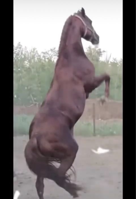 Жеребцы Костанай парода