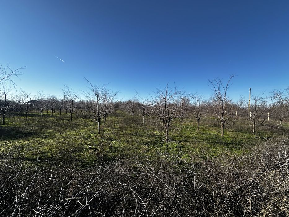 Овощна градина от вишни / 2дка