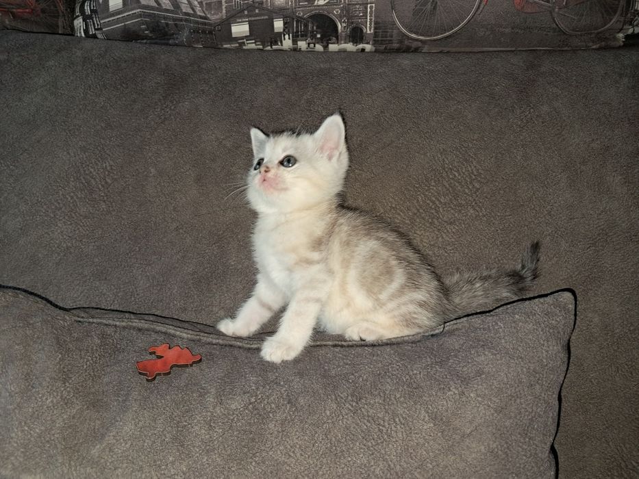 Котёнок Страйт. Мальчик