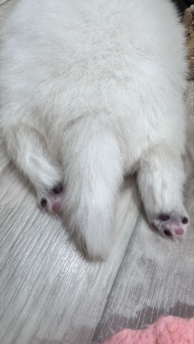 Щенки немецкий шпиц