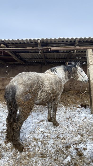 Жылқы Откорм