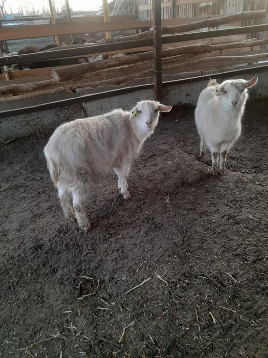 Продам козы жерные