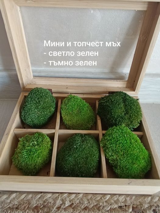 Скандинавски мъх за зелени стени, пана, декорации.