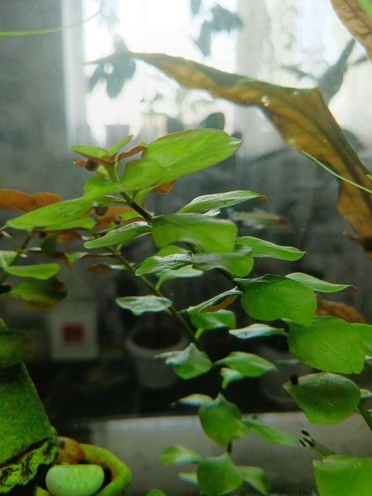 Аквариумные растения