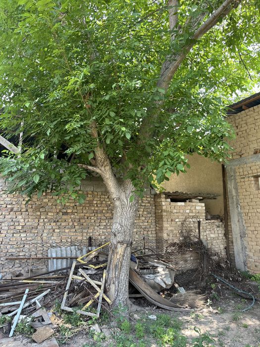 Йонгок Дарахти коп йиллик