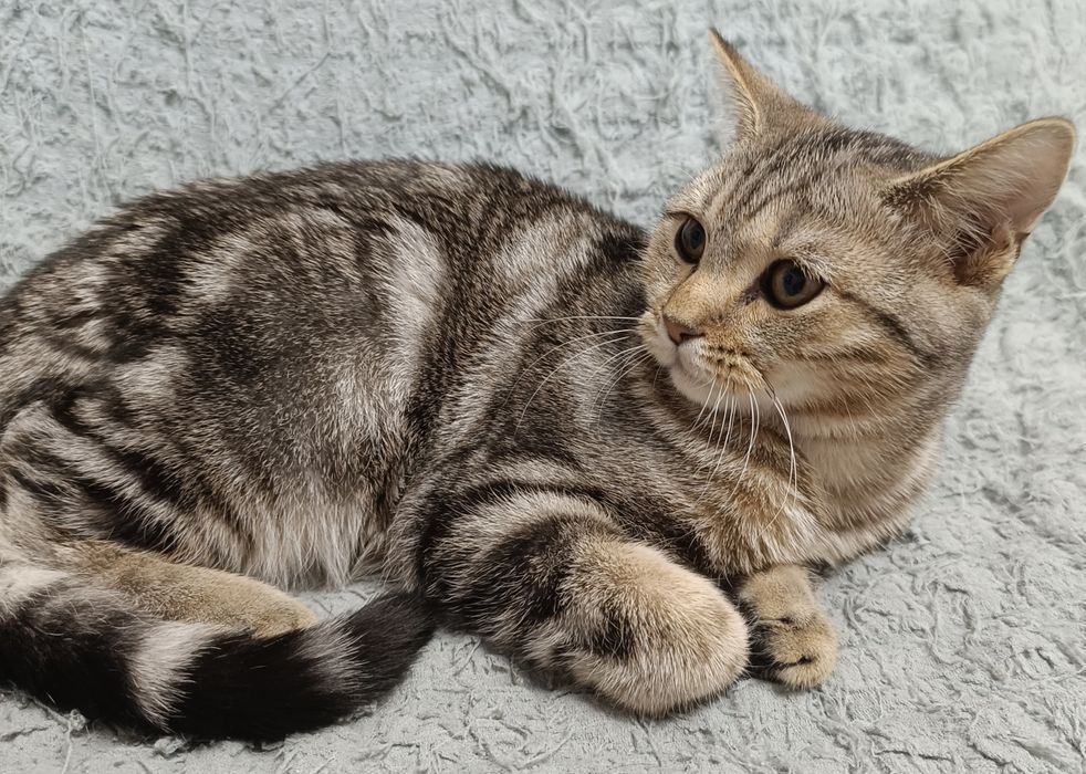 Шотландской породы