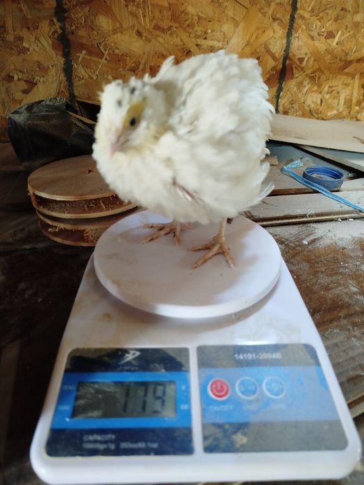 Бедана  белый гигант