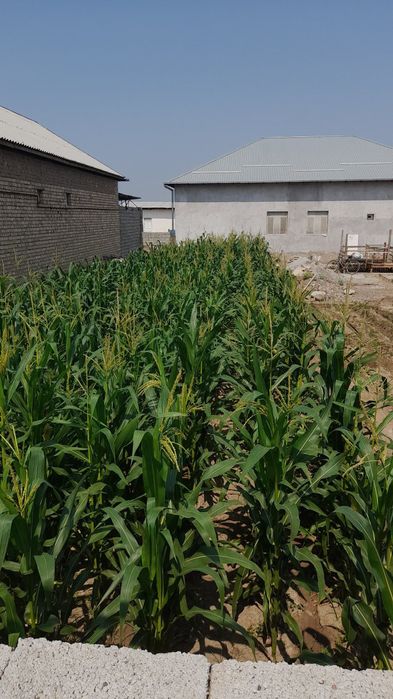 Toshkent viloyati, ortasaroyda 3 sotix quruq yer uchastkasi sotiladi