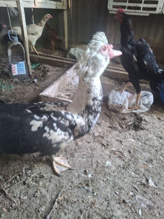 Индоутка қораздары. Обмен.