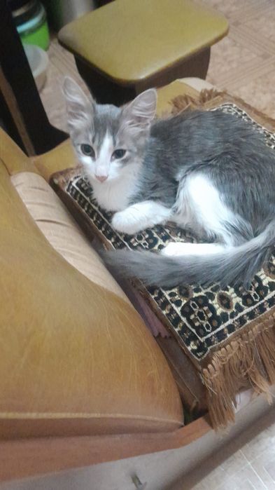 Отдам    даром   котика