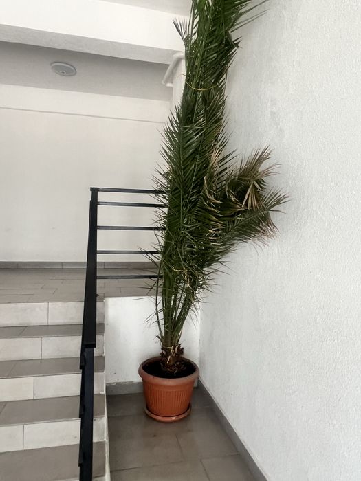 Vand palmier ornamental
