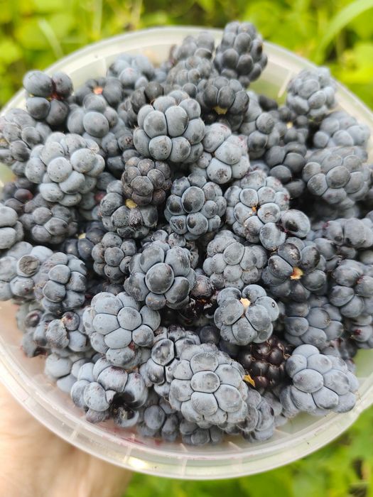 Продам ежевичное варенье