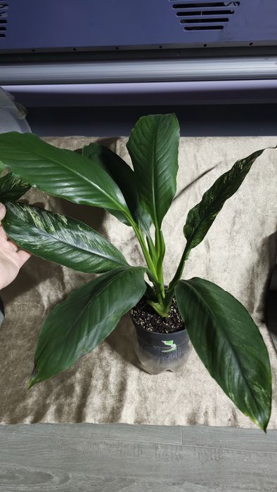 Спатифиллум Канифоль