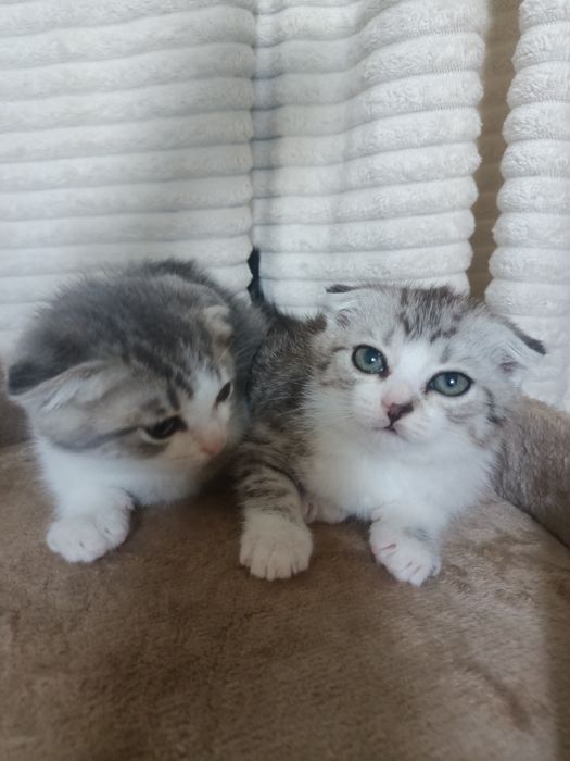 Шотландские вислоухие мальчики