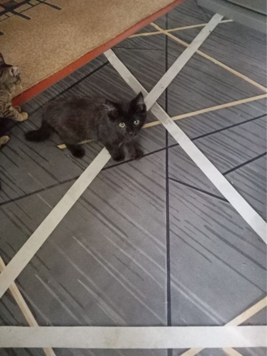 Котята 1,5 месяца