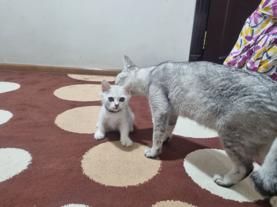 Серебристая шиншилла боласи билан срочно сотилади