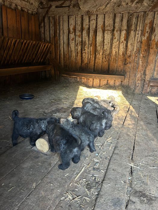 Catei ciobănesc caucazian