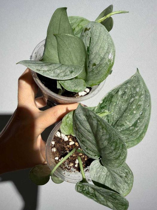 Сциндапусус Silver Ann