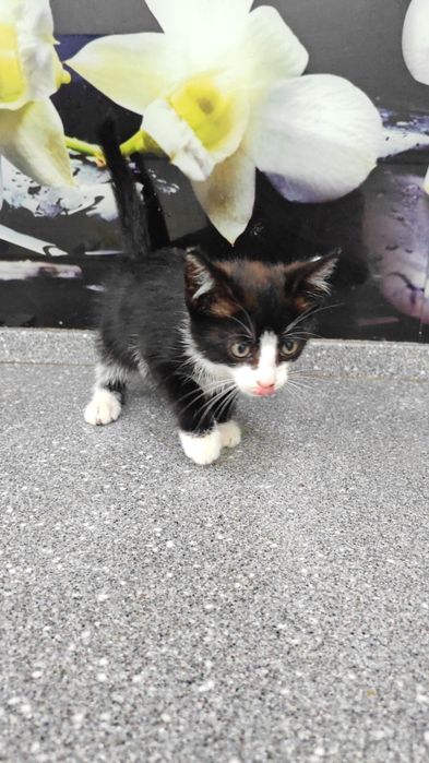 Отдам котика в добрые руки