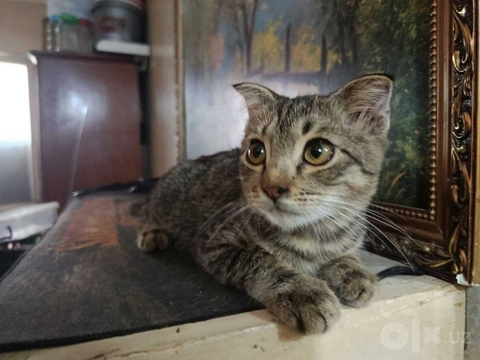 Котята в добрые руки Страйт и фолд..