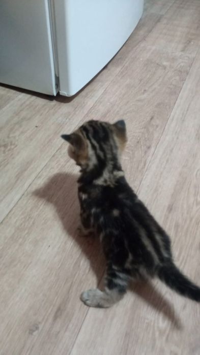 Продам британских котят