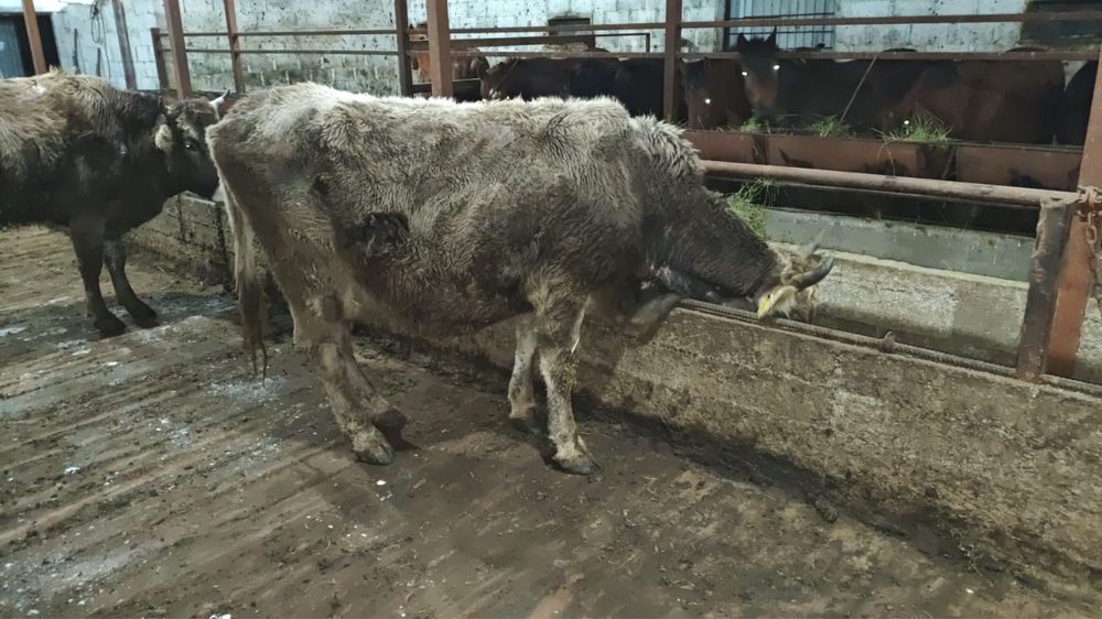 Алатау сиырлары сатылады!!!