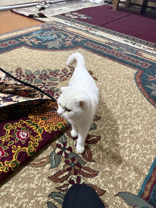 Shinshila zotli mushuk sotiladi