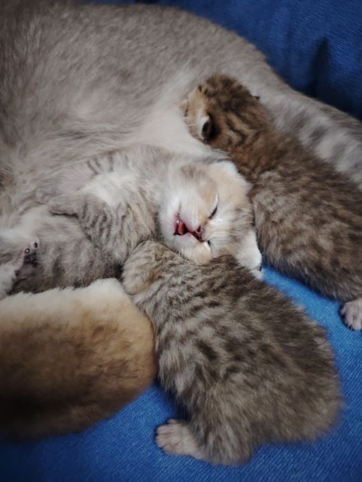 Mushuk sоtilvoti britan shinshilla toza ota va ona ham shinshila