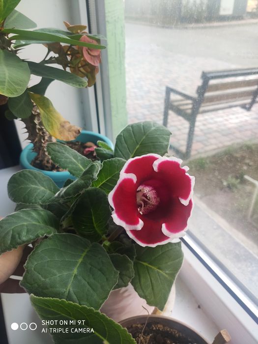 Продам домашние цветы, не дорого