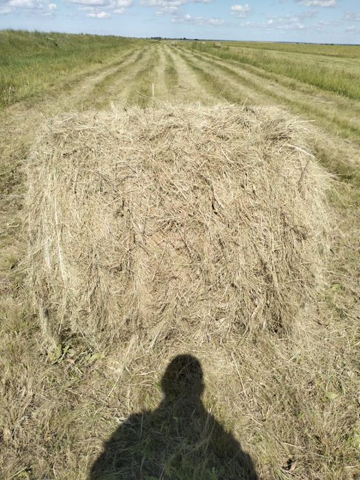 Продам сено рулоны