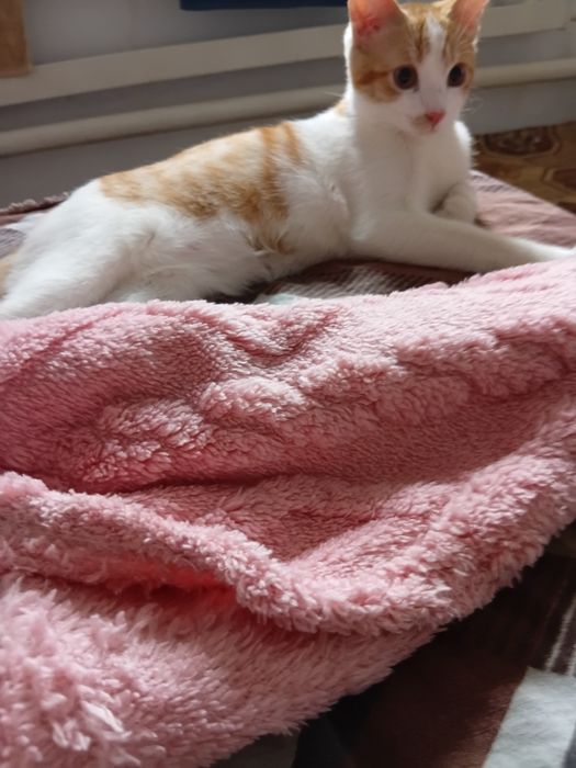 Отдам котёнка 4 месяца