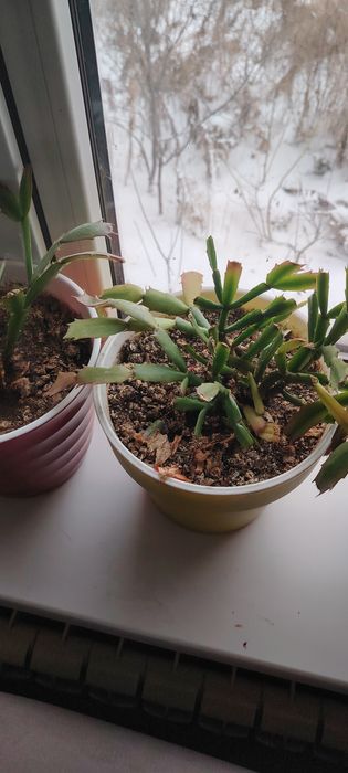 Гүл бар декабрь ски