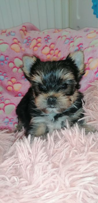 Yorkshire terrier mascul
