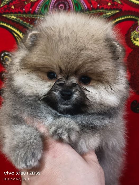 Шикарный мишка померашка