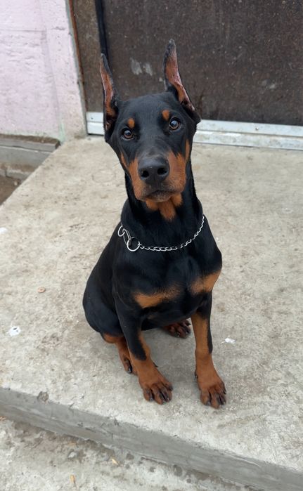 Доберман девочка