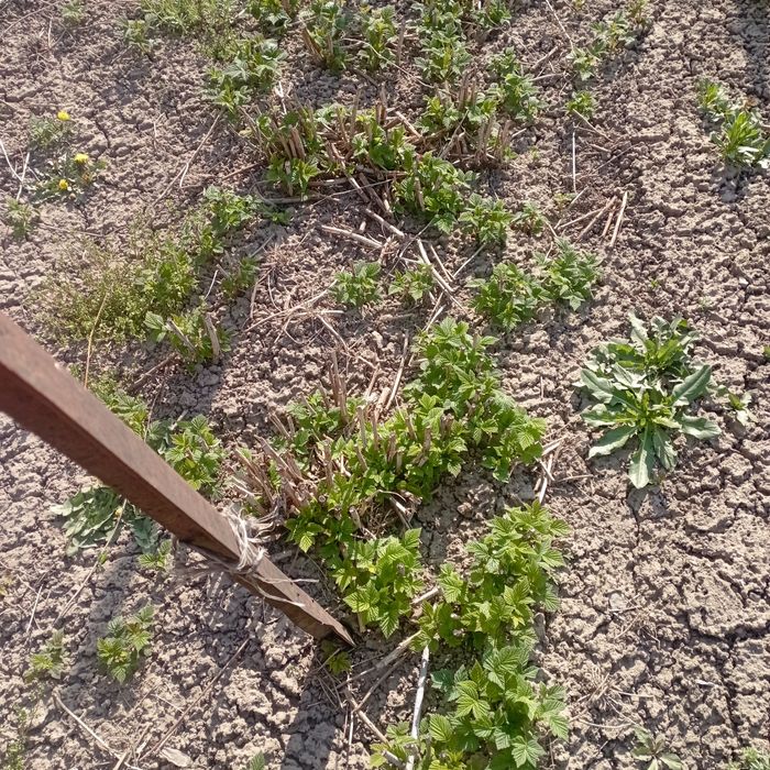 Саженцы малины ремонтантной