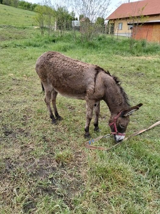 Vând măgăriță buna de atelaj